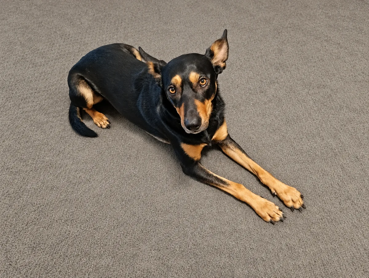 Nugget, Beau’s dog, relaxing on the carpet